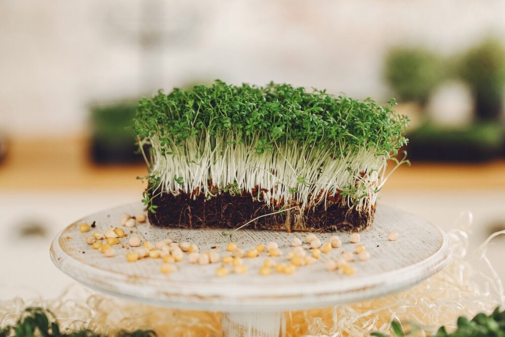 microgreen-brokoli