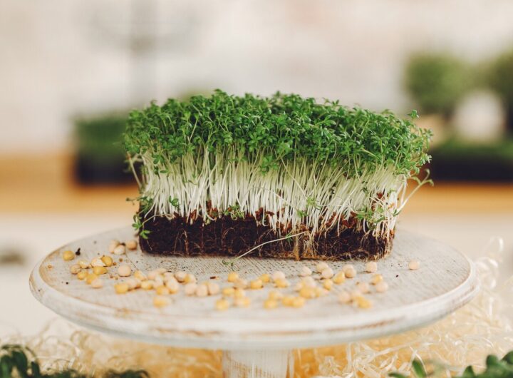 microgreen-brokoli