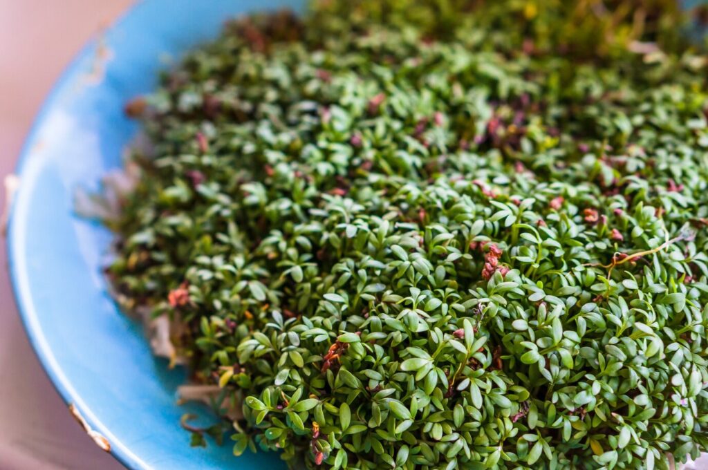 microgreen-redis