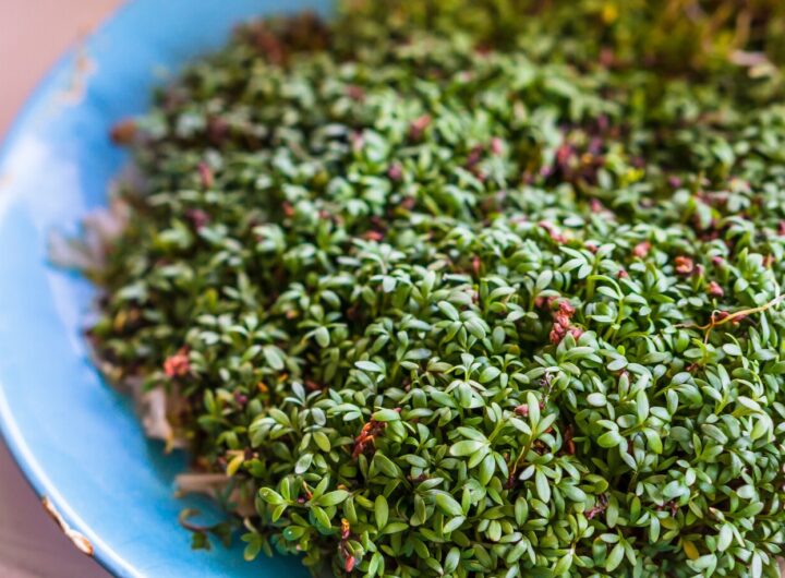 microgreen-redis