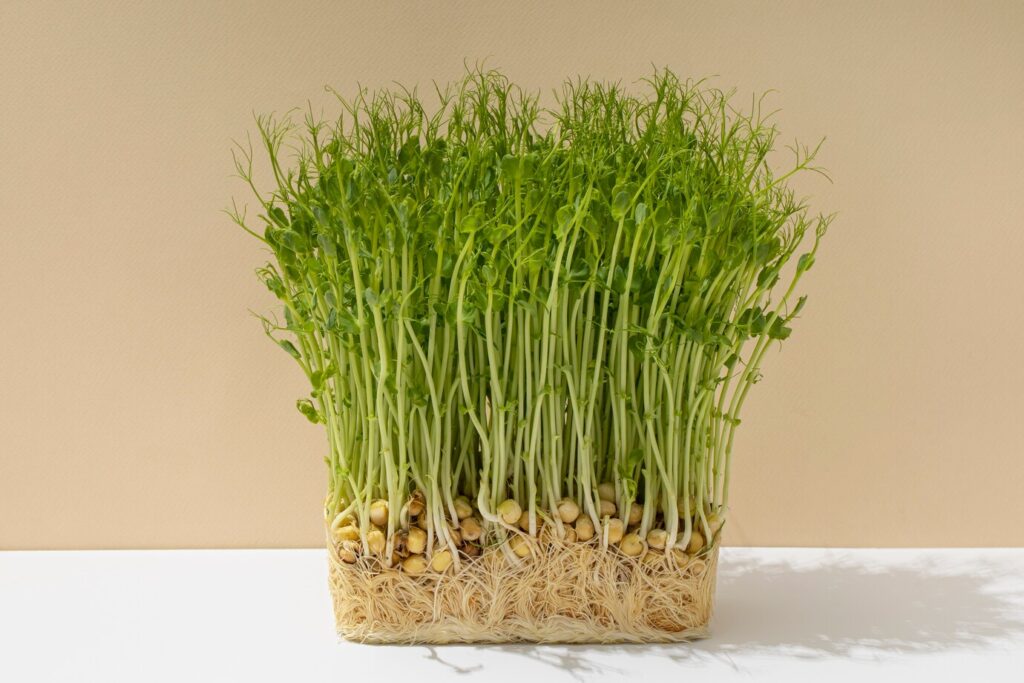 pea microgreens