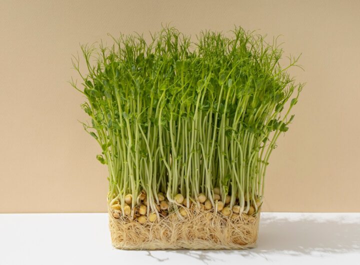 pea microgreens