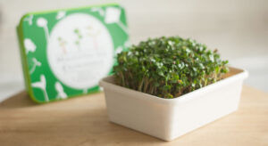 https://ecocube.com.ua/mikrogrin/