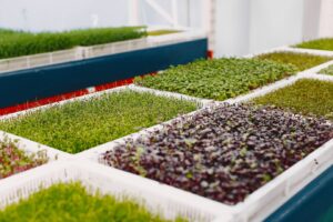 zelenaferma-microgreen