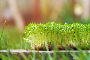 https://ecocube.com.ua/seed-micro